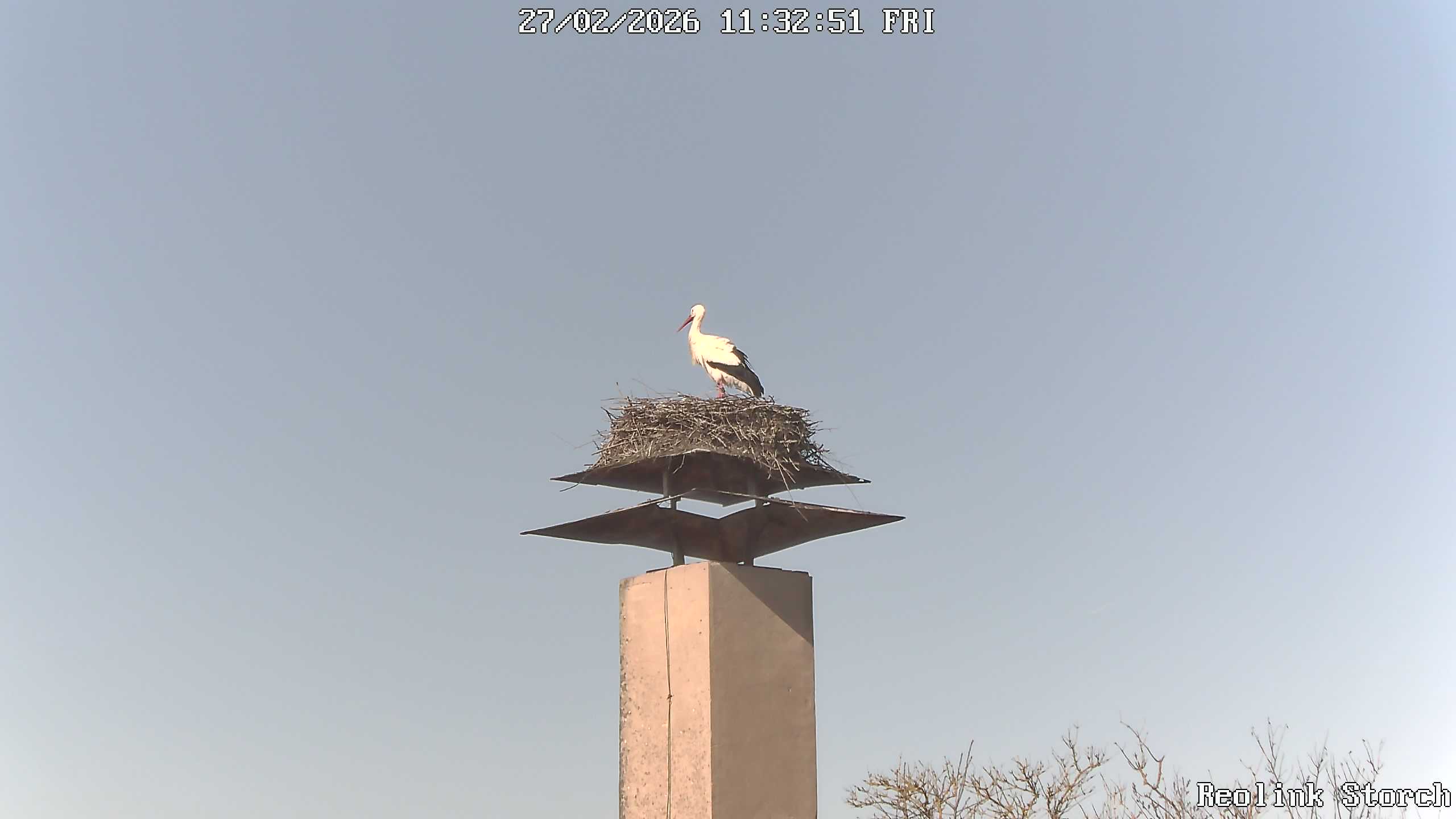 Storchencam Bild